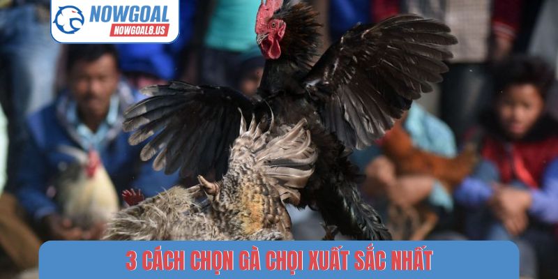 3 cách chọn gà chọi xuất sắc nhất