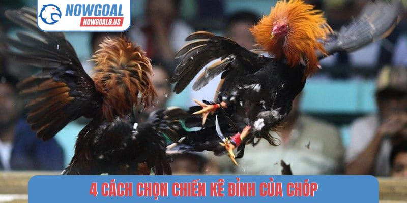 4 cách chọn chiến kê đỉnh của chóp