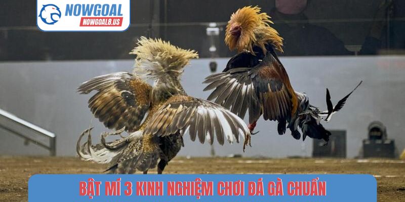 Bật mí 3 kinh nghiệm chơi đá gà chuẩn
