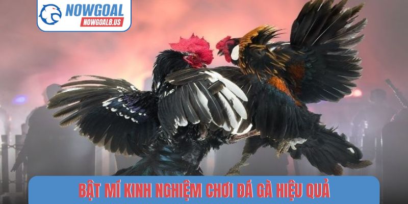 Bật mí kinh nghiệm chơi đá gà hiệu quả