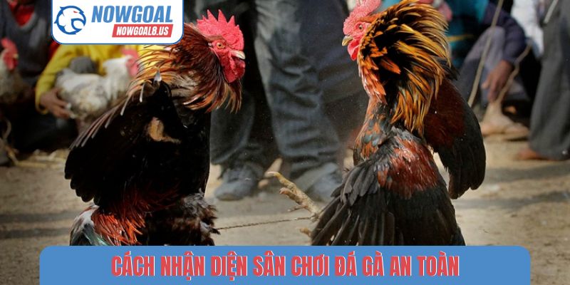 Cách nhận diện sân chơi đá gà an toàn