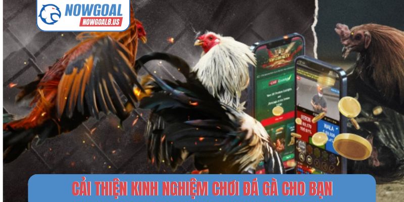 Cải thiện kinh nghiệm chơi đá gà cho bạn