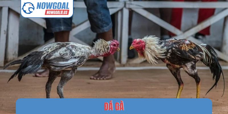 Kinh nghiệm chơi đá gà