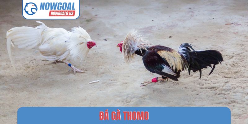 Đá gà Thomo