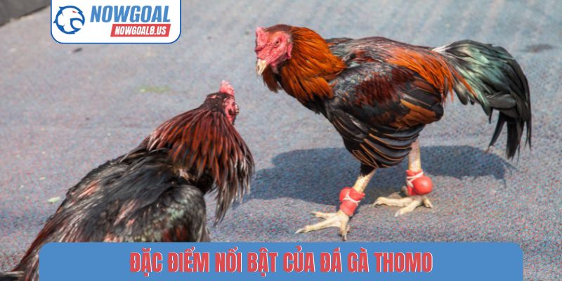 Đặc điểm nổi bật của đá gà Thomo