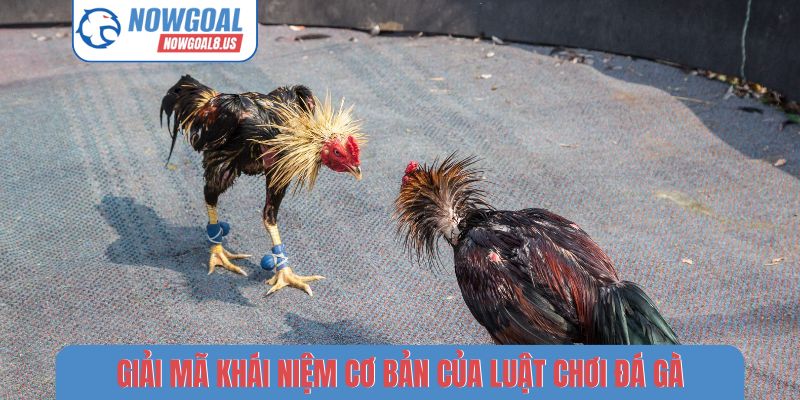 Giải mã khái niệm cơ bản của luật chơi đá gà