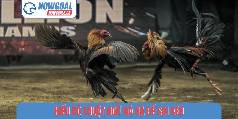 Thuật Ngữ Đá Gà - Giải Mã 5 Từ Khóa Phổ Biến Tại Nowgoal Hiểu rõ thuật ngữ đá gà để soi kèo