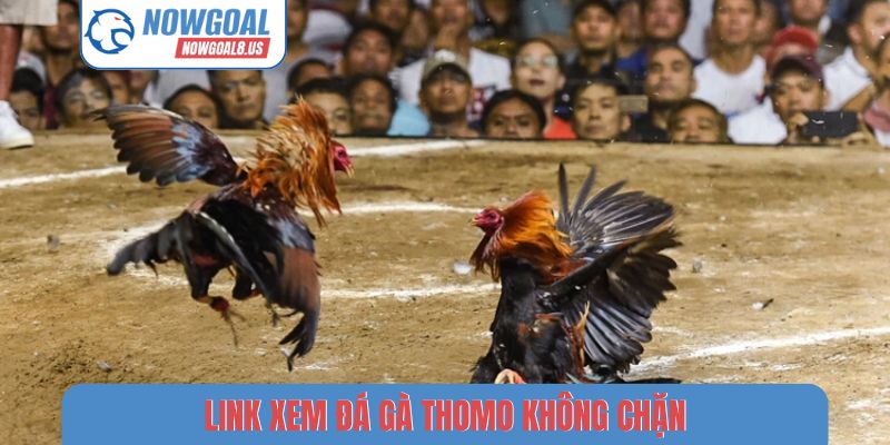 Link xem đá gà thomo không chặn