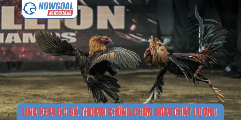 Link xem đá gà Thomo không chặn đảm chất lượng tuyệt đối