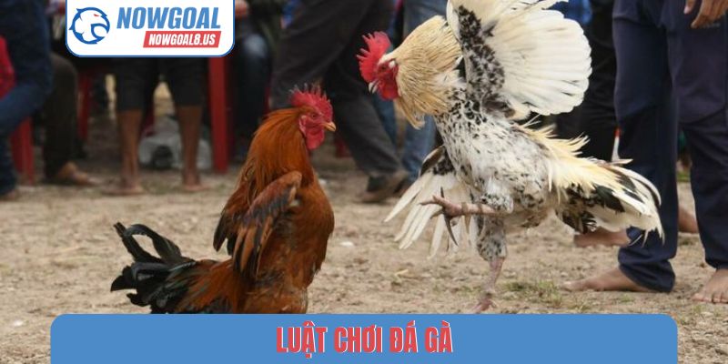 Luật chơi đá gà