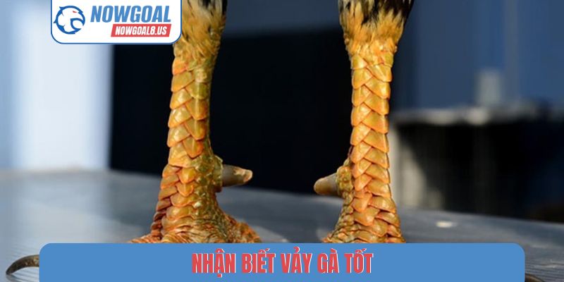 Nhận biết vảy gà tốt