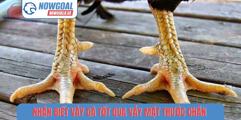 Nhận biết vảy gà tốt qua vảy mặt trước chân