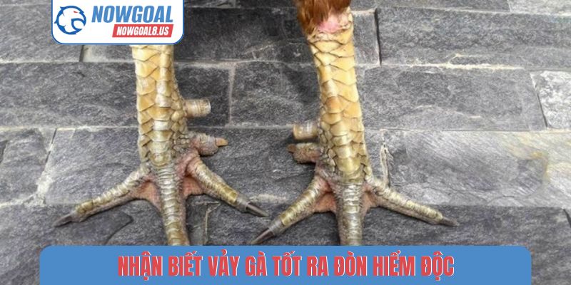 Nhận biết vảy gà tốt ra đòn hiểm độc