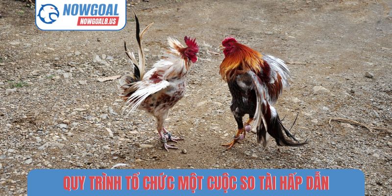 Quy trình tổ chức một cuộc so tài hấp dẫn