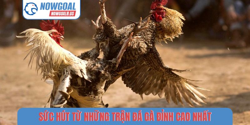 Sức hút từ những trận đá gà đỉnh cao nhất