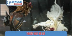 Thuật ngữ đá gà