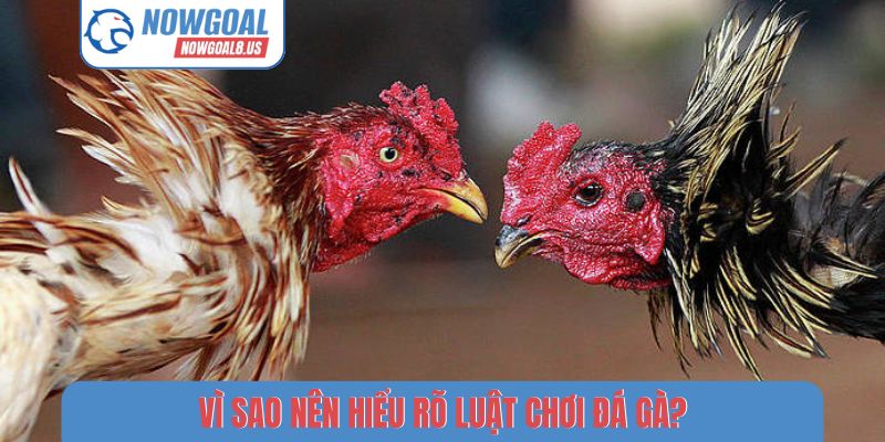 Vì sao nên hiểu rõ luật chơi đá gà?